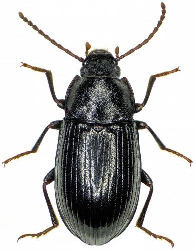 Réf. 220 461 : Nalassus alpigradus